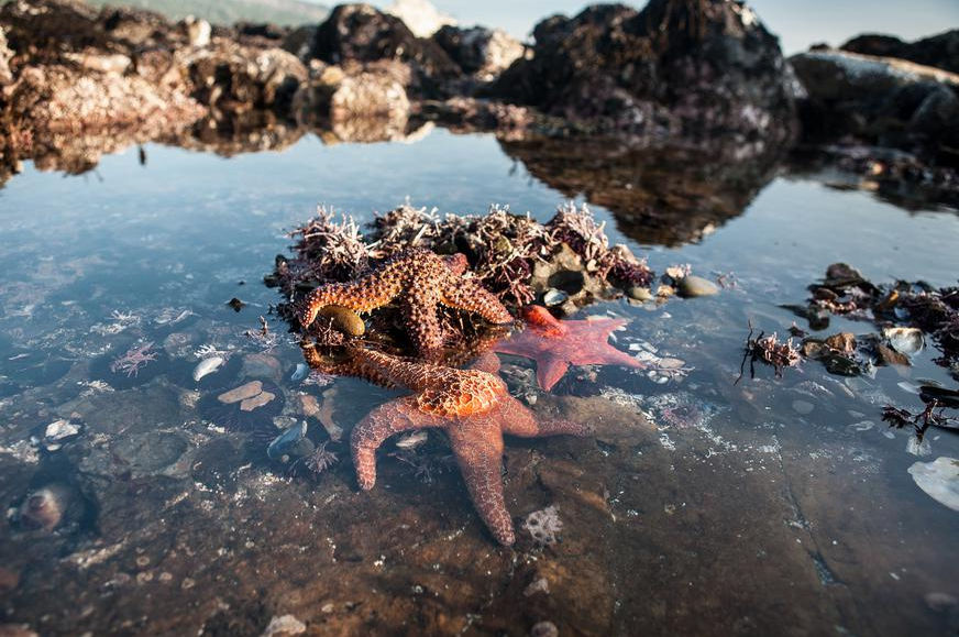 tide_pools_northern_california__5400x3600____v900x581__.jpg