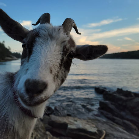 goats.jpg