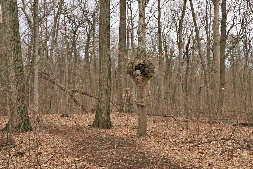 pets gnarled tree.jpg