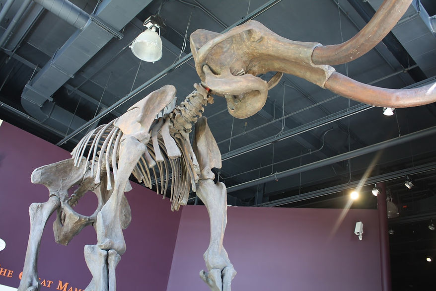 harbor mammoth.JPG