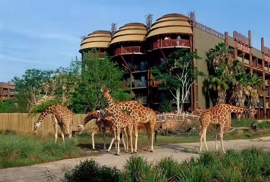 SAFARI AREA ANIMAL KINGDOM LODGE.avif