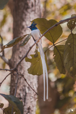 Asian Paradise Flycatcher