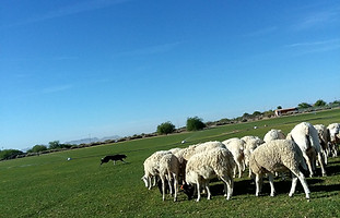 sheep herding