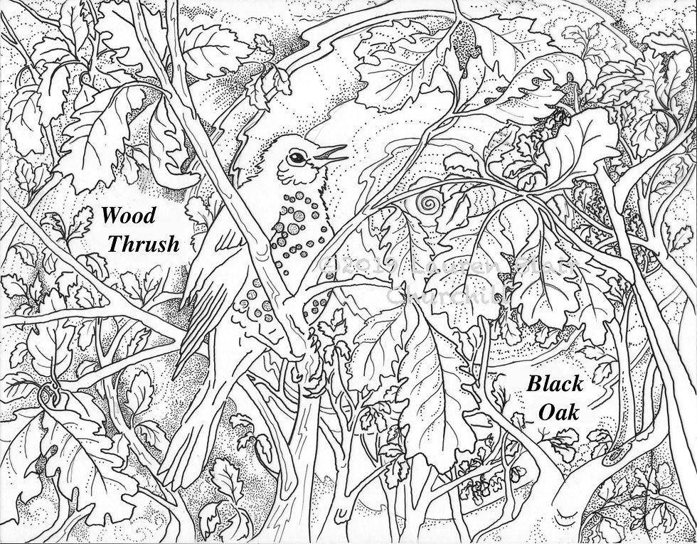 Wood Thrush w_watermark