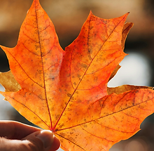 Herfst
