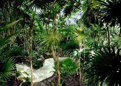 Jungle-Walk_2x