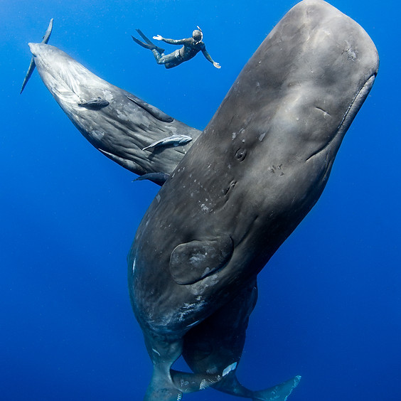 Private Dine with Sperm Whales