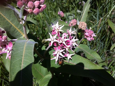 Milkweed Rachael Fleming.png