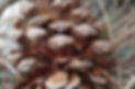 cone.jpg