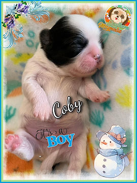coby.jpg