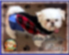 IMG_8263.png