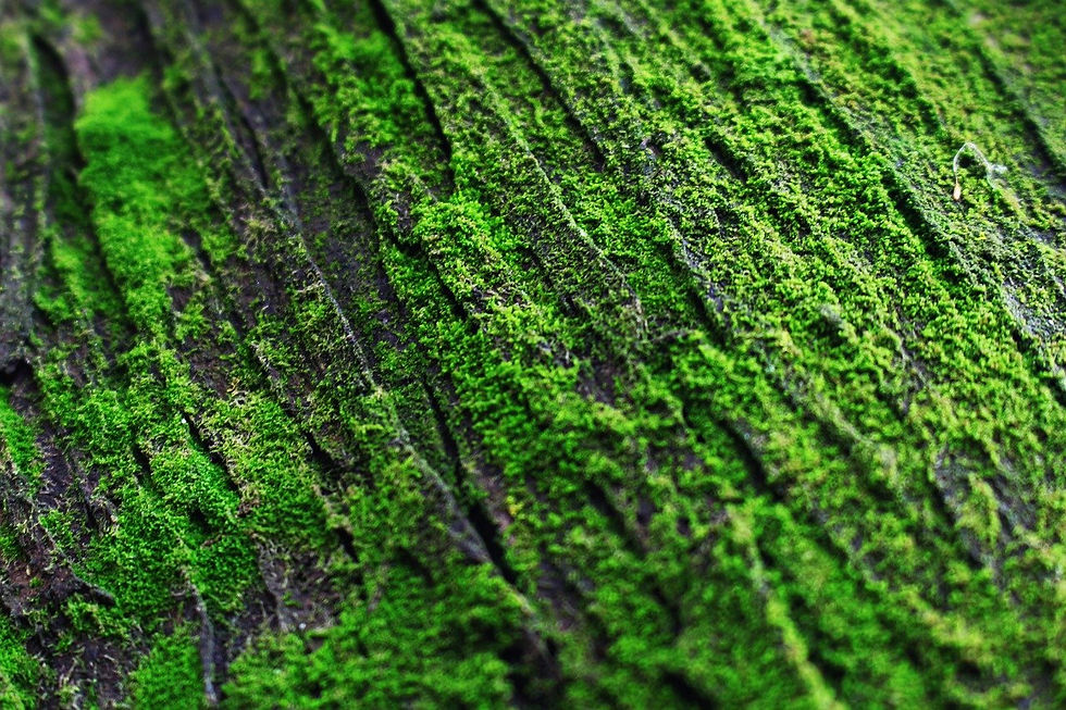 the-green-moss-5357422_1280.jpg
