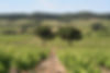 Les 2 (deux) pins arbres - tavel - Lirac - IGP oc - Châteauneuf du pape