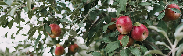 fruit-apple-organic-red-leaves-orchard-a