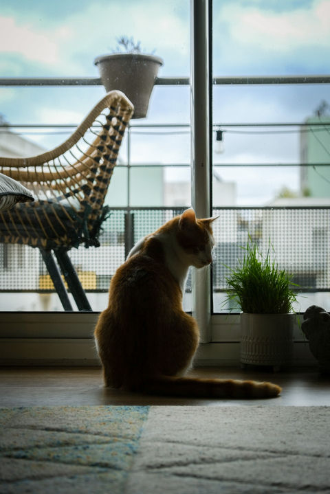 Alvora - Un chat regarde l'extérieur