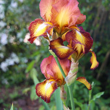 Iris.jpg