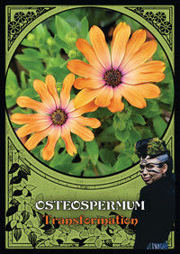 Thumbnail: Flower Magic Oracle Cards