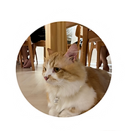 Copy of From this (20).png