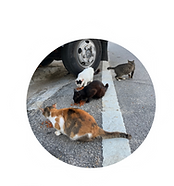 Copy of From this (20).png