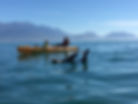 Seal Kayak tour in kaikoura