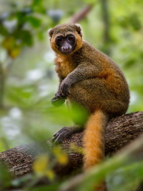 Lemur Language