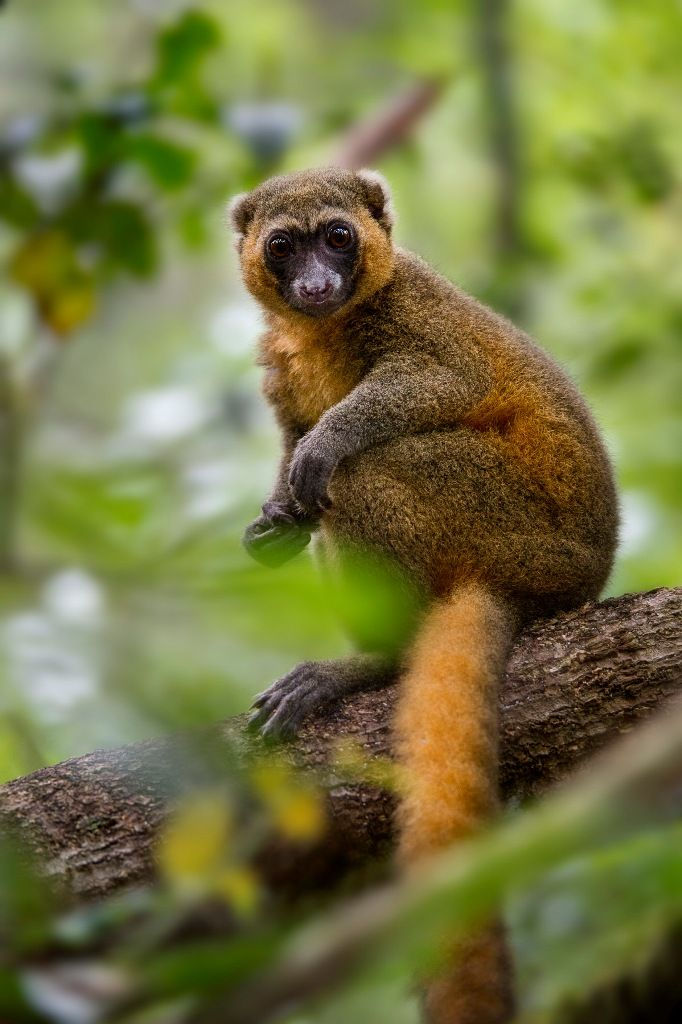 Golden Bamboo Lemur (Photo by Nick Garbutt)