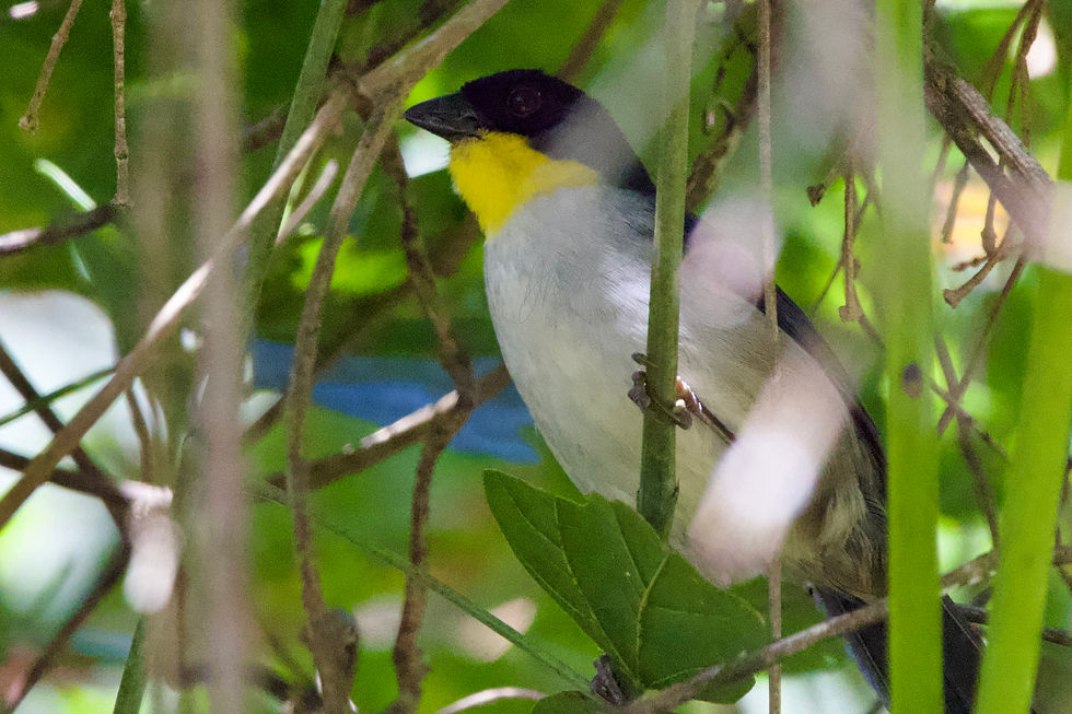 White-naped Brushfinch