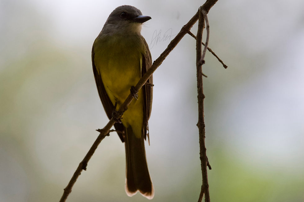 Tropical Kingbird