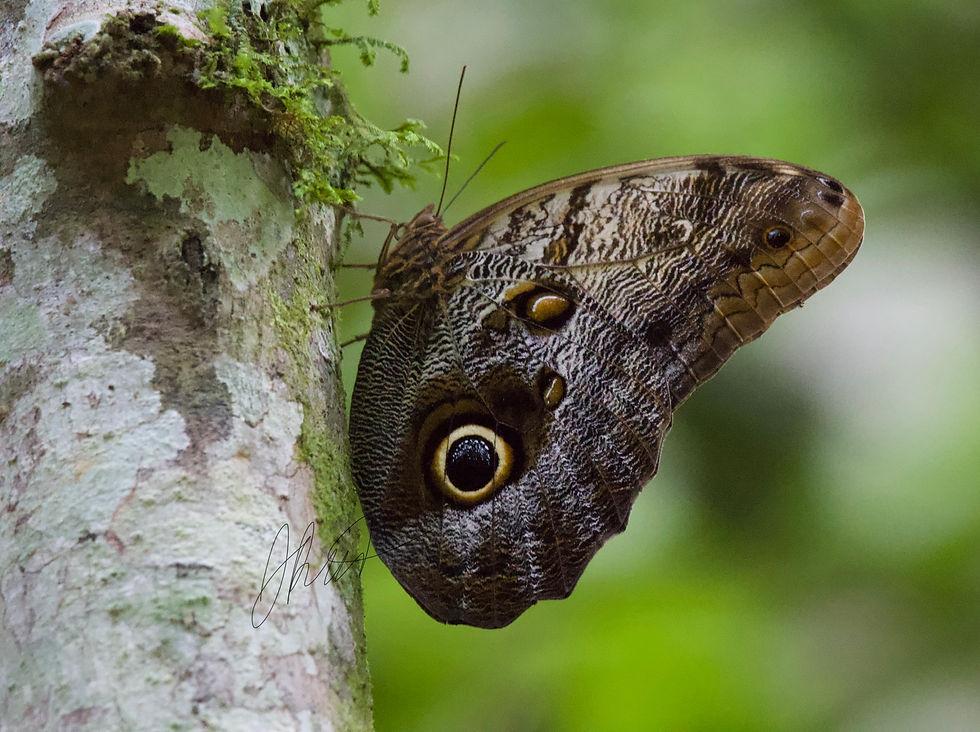 A beautiful Owl Butterfly.