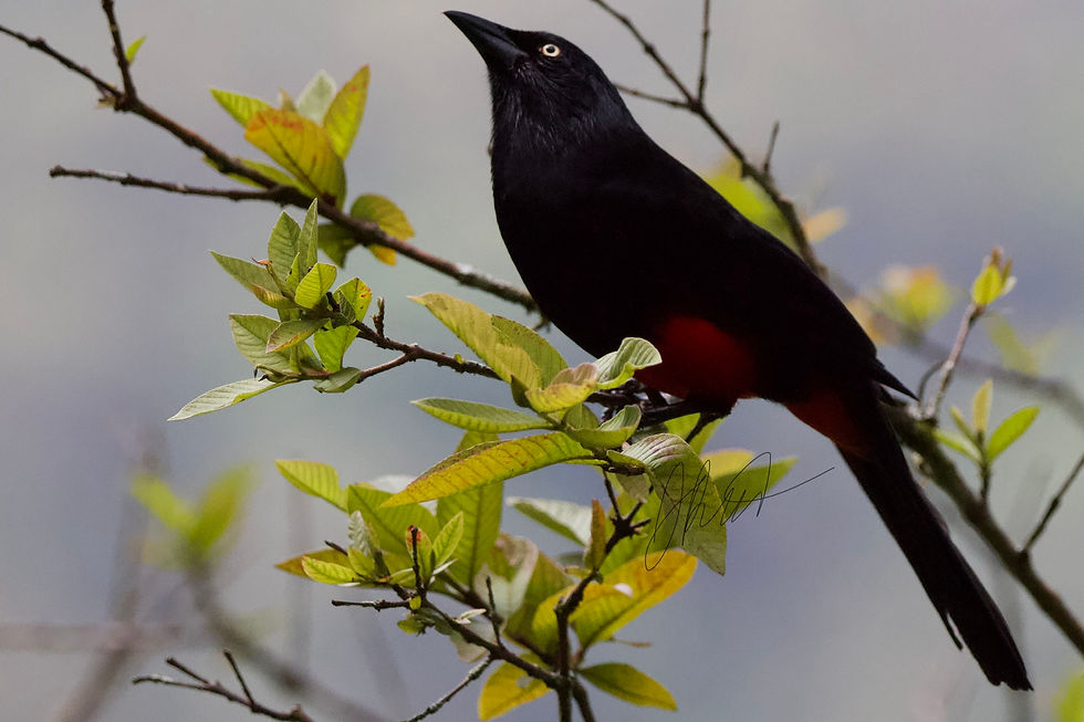 Red-bellied Grackle