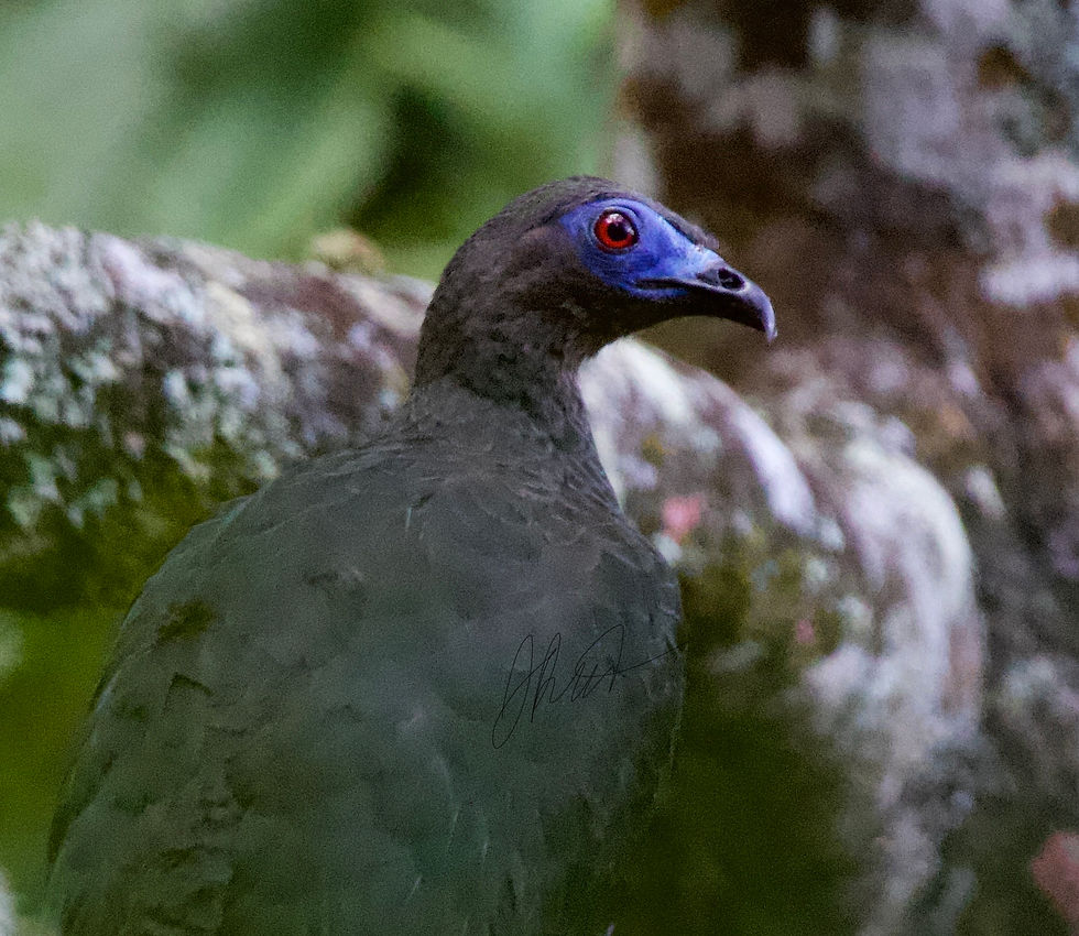 Sickle-winged Guans are secretive, and often you don't know they're around until you hear them flying away.