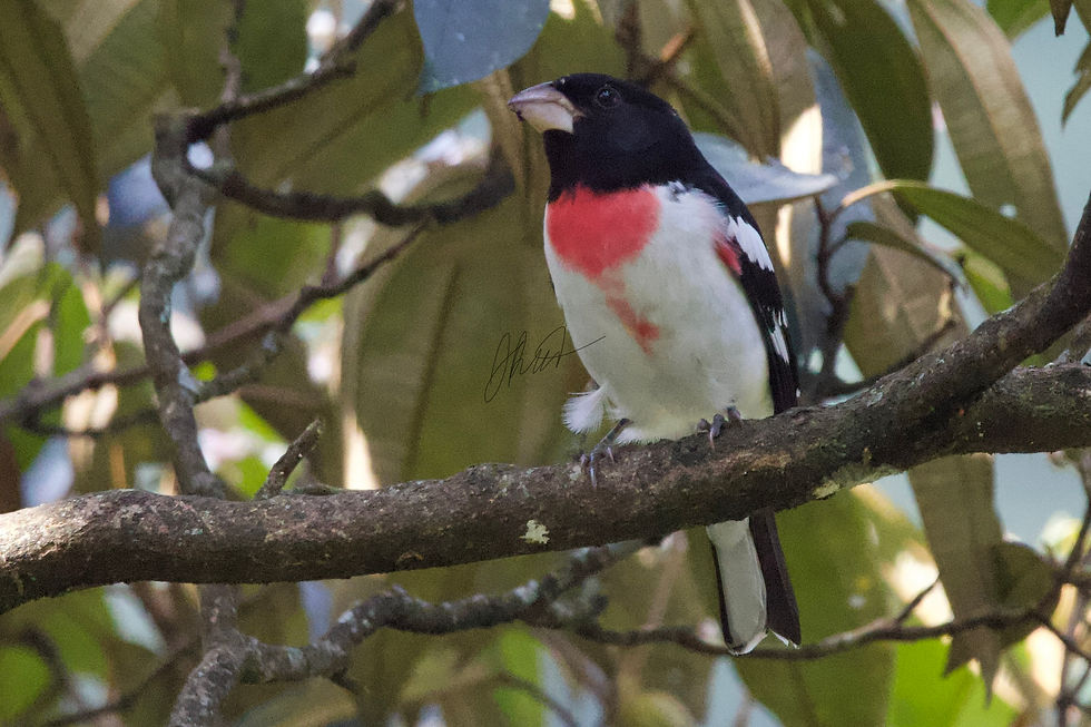 Rose-breasted Grosbeaks are familiar summer birds for me, so it was neatto see them on their wintering grounds in the Andes as well.