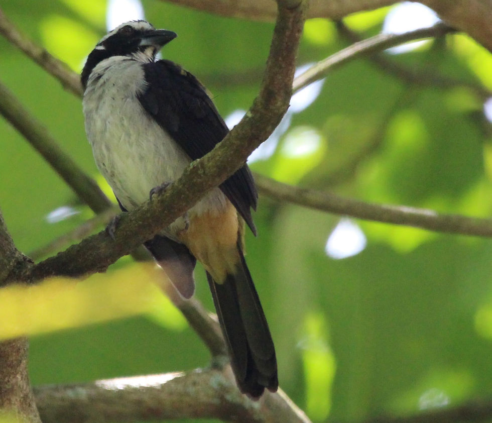 Black-winged Saltator