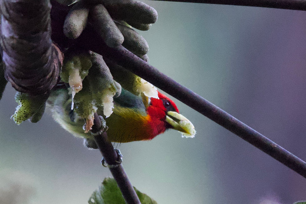 A Red-headed Barbet eating cecropia fruit. Camping out at these trees often pays off!