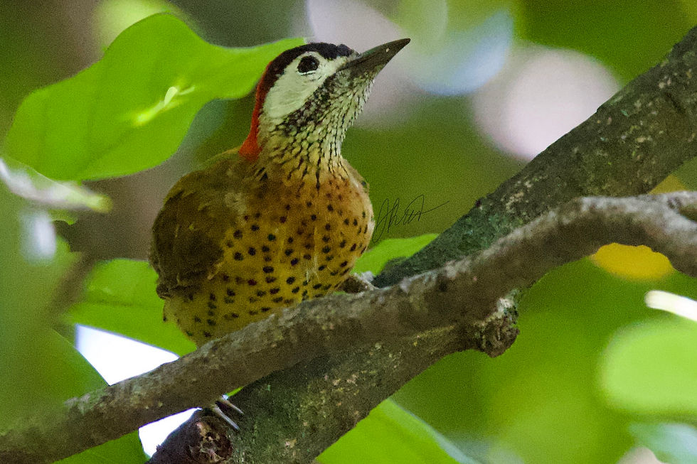 A beautiful female Spot-breasted Woodpecker. The males have bright red moustaches.
