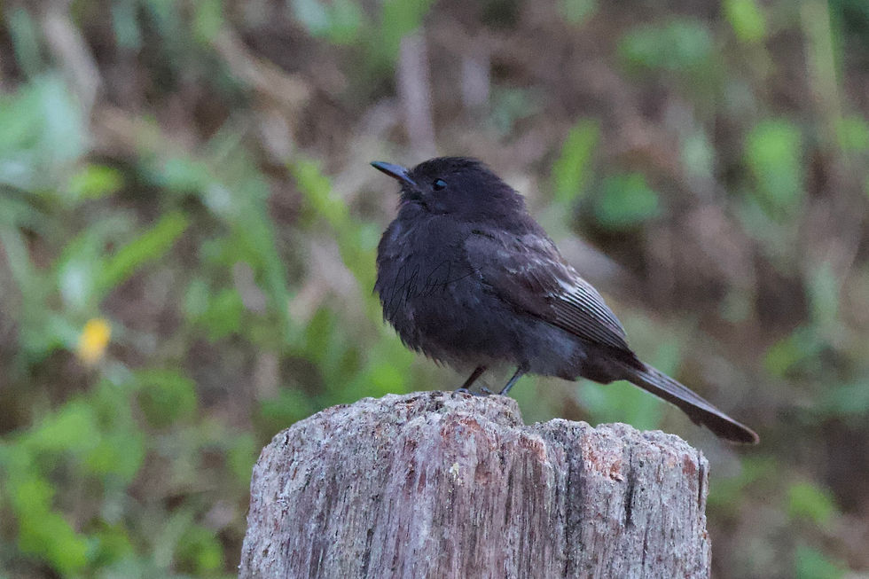 Black Phoebes in Colombia have white wings. It has potential to be split into its own species in the future.