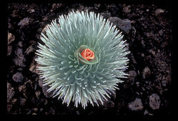 Treo Grafte: Sculpting in Time.