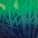 IMG_7167 - Reeds.jpeg