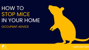 How to Stop Mice in Your Home