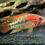 Thumbnail: One PAIR Apistogramma macmasteri "Red Shoulder" with FREE SHIPPING