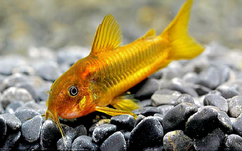 Thumbnail: 6 Orange Laser Corydoras with shipping included