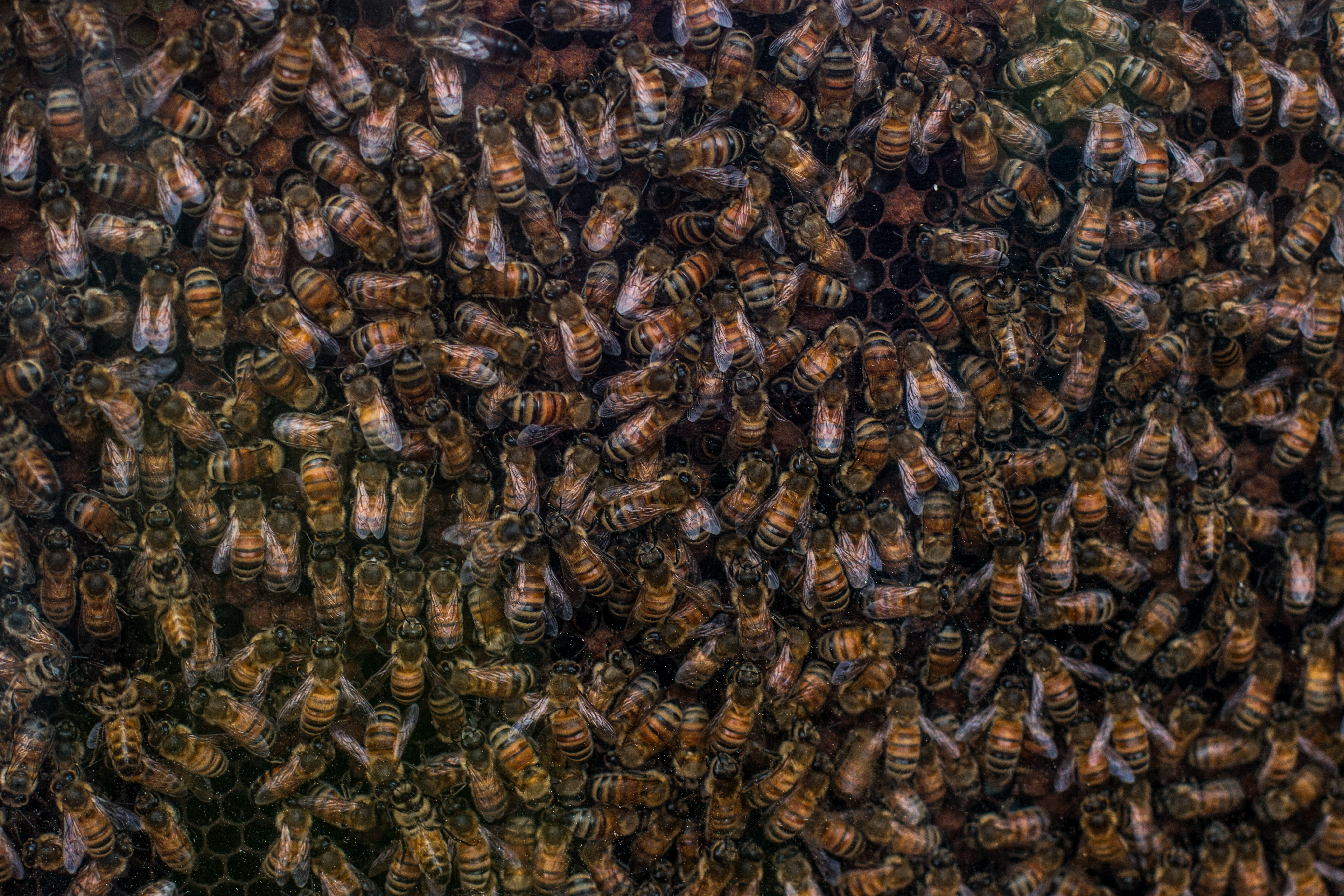 Honey Bees