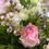 Thumbnail: Dusky pink and cream bouquet 