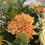 Thumbnail: Large sunflower bouquet 