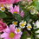 Thumbnail: Mother’s Day basket