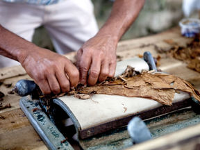 Crafting Cuban Cigars From Seed to Smoke