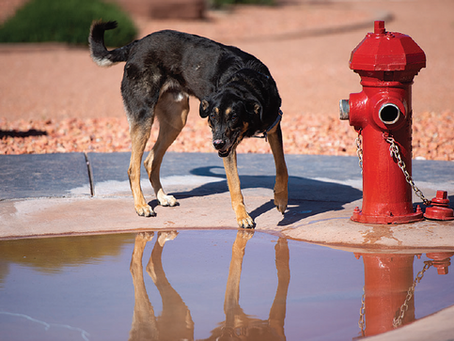 July 15 is National Pet Fire Safety Day