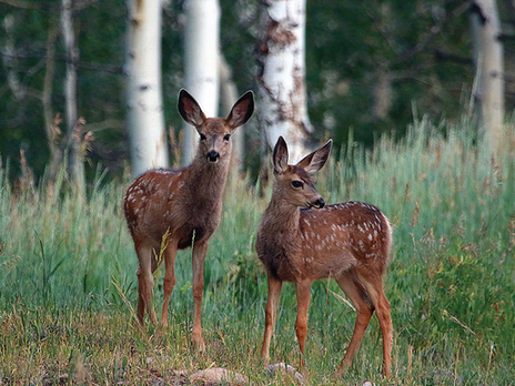 Found a baby deer or elk? Don’t touch it or take it home