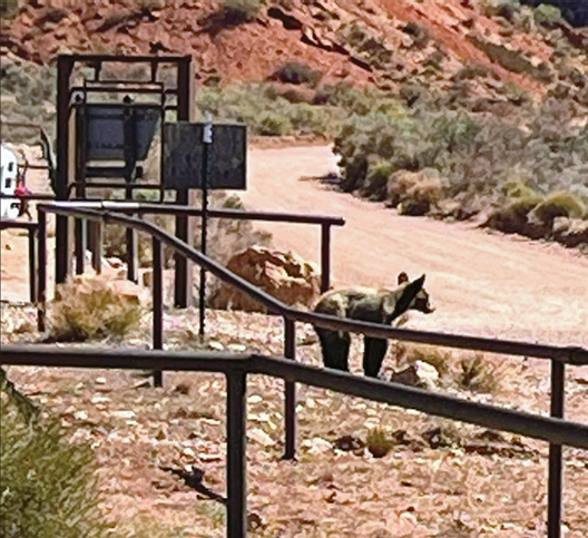 Black bear cub spotted near Wave trailhead