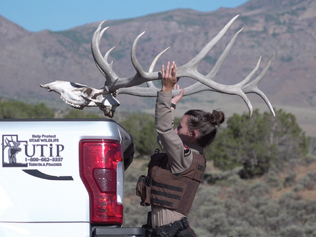 One hundred and four wildlife illegally killed since August 1; how to help fight poaching in Utah